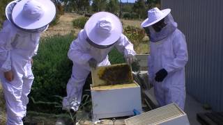 BEE INSPECTION WITH A FRIEND ep4