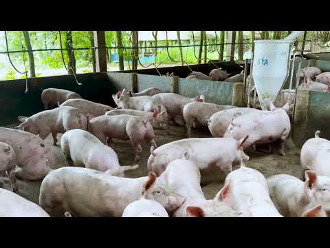 , title : 'Visite d’une petite porcherie au Brésil : 500000 têtes/An'