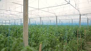 Makma green house sera kurulumu