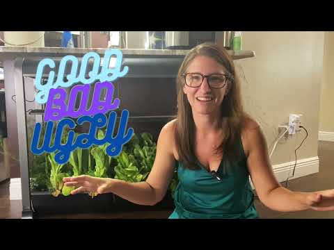 Does An Aerogarden Actually Save You $$$?