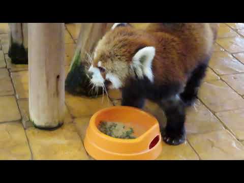 #1-37 Feb 2021 Red panda at Adventure world, Japan