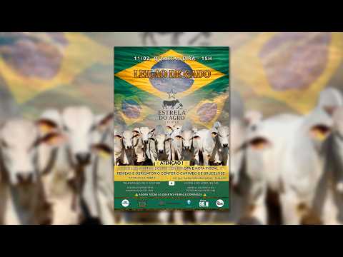 LEILÃO GADO DE CORTE ESTRELA DO AGRO LEILÕES  FAINA-GO 11/02/2026 | Leilão ao Vivo - Leilão de Gado