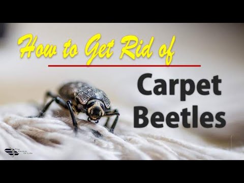 YouTube video about: How to get rid of carpet beetles in mattress?