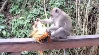 preview picture of video 'The Ubud Monkey Forest, Bali.'