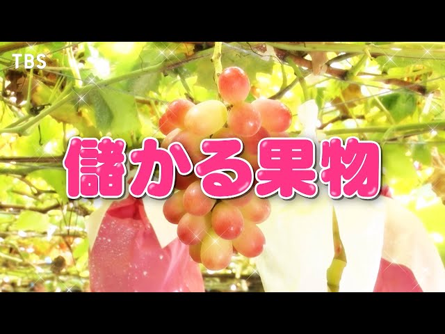 がっちりマンデー！！★儲かる果物！シャインマスカットの次に来るぶどう⁉