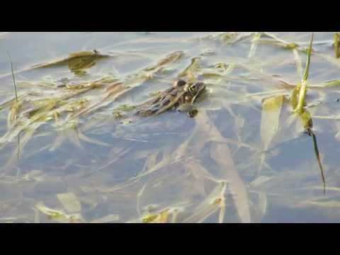 Nothern Leopard Frog (Lithobates pipiens) calling in the water. 