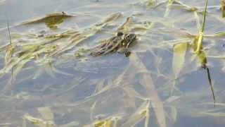Northern Leopard Frog (Lithobates pipiens)
