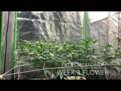 3x3 Weed Grow tent Marijuana Clone SCROG Series Week 3 Flower Update