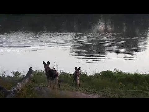 Djuma: Wild Dogs on the hunt-Impala jumped in dam to get away from them - 06:06 - 03/23/20