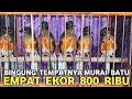IT S ALREADY THIS CHEAP THE PRICE OF A MALE TROTOL MURAI BATU FROM 400 THOUSAND AT THE PRAMUKA