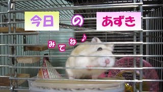 あずき(3F)ジャンガリアンハムスター