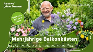 Mehrjährige Balkonkästen: Dauerblüte & Insektenfreundlich