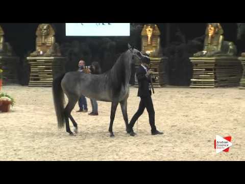 N 161 PENELOPE KA   Verona 2015   Fillies 3 years old Class 5