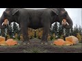Elephants Stomping On Pumpkins Song A Day 4317