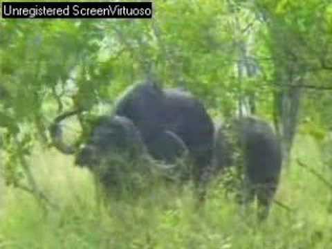 Cape buffalo, AM games drive at Djuma 04/05/07 Part 1