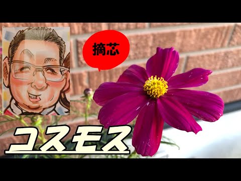 コスモスの種の育て方は？特別な注意が必要ですか?  庭園