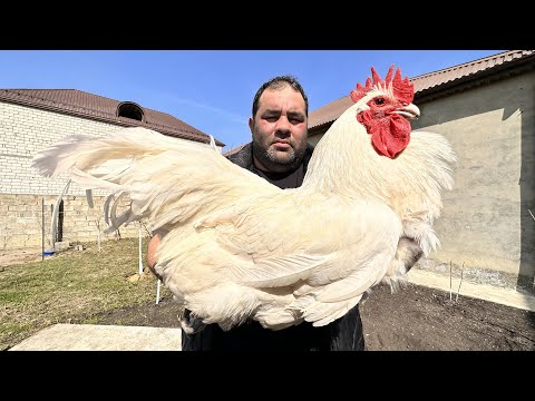 How to Make the Most Delicious Chakhokhbili - A Secret Georgian Dish!