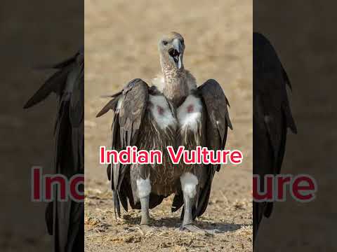 Facts About Indian vulture #birdspecies
