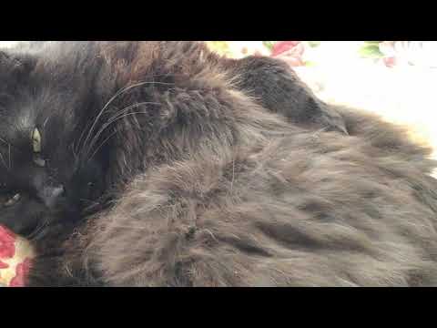 Спасите!!! Предложите альтернативу 😸😉😆!