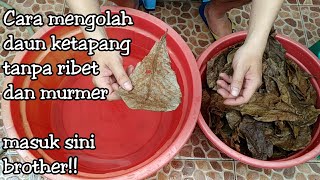 Download lagu MENGOLAH DAUN KETAPANG AGAR AMAN DAN STERIL UNTUK IKAN CUPANG mp3