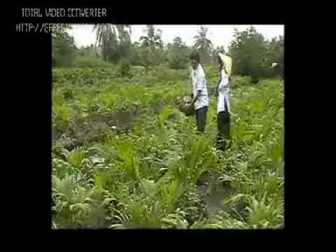 Thể hiện bởi Hoài Phương