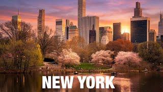 New York City LIVE Manhattan Central Park Cherry Blossoms 2026 Updates (April 1, 2026)