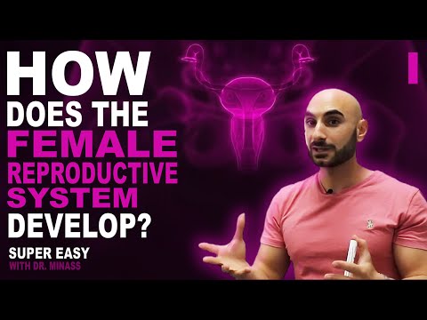 Embryology of the Female Reproductive System I (Easy to Understand)