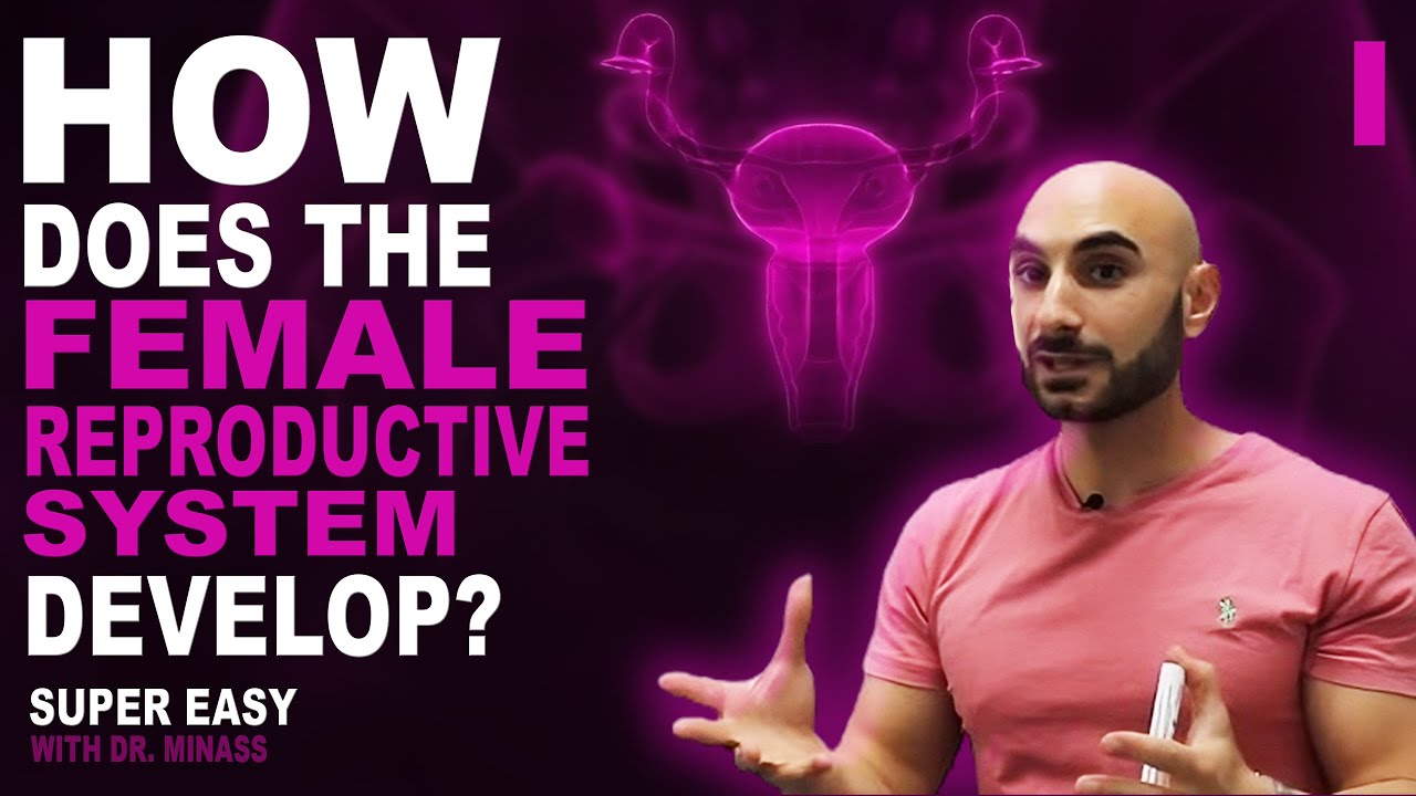Embryology of the Female Reproductive System I (Easy to Understand)