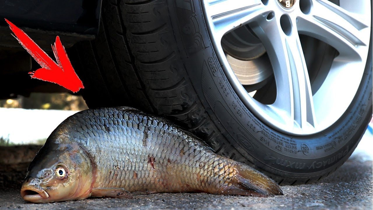 EXPERIMENT: CAR VS FISH Herring