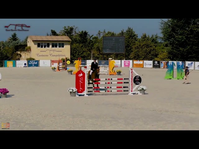 Gelding Selle Français For sale 2019 Bay