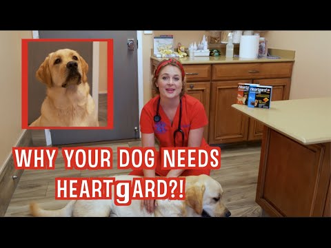 YouTube video about: Can you give dewormer and heartgard at same time?
