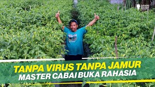 Download lagu BEBAS PENYAKIT TANPA FUNGISIDA!! METODE TANAM  CABAI TERBAIK TANPA RIBET, MUDAH DAN MURAH mp3 Download lagu BEBAS PENYAKIT TANPA FUNGISIDA!! METODE TANAM  CABAI TERBAIK TANPA RIBET, MUDAH DAN MURAH mp3