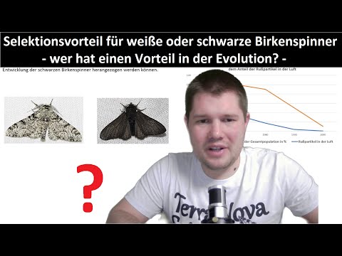 ABI-TRAINING - Evolution (8): Weiße oder schwarze Birkenspinner - wer hat einen Selektionsvorteil?