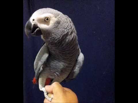 FRASES  SENCILLAS Y DIGNAS PARA QUE TUS LOROS APRENDAN A HABLAR