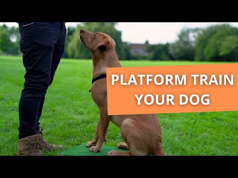 How To Introduce Your Dog to Platform Training