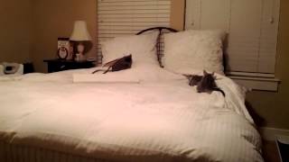 Teddy (pink nose) & Caroline (black nose)