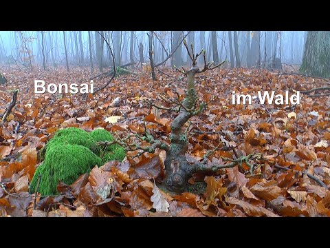 Mit Bonsai im Wald spazieren und etwas darüber erzählen. Der Bergahorn im Herbst Winter