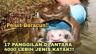 Download lagu Inilah 17 Suara Katak Yang Paling Dahsyat Di Dunia!!! #frog #frogcall #suarakatak mp3