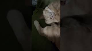 野生を忘れた猫のガチ寝【うすけ】#ねこ #猫 #猫のいる暮らし