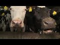 Onrust bij boeren na advies stikstofcommissie