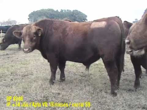 CASAMU Machos PP a venta