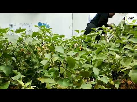 Support 14 schools integrate agribusiness skills