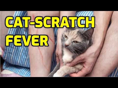 Why Does Your Skin Itch When A Cat Scratches You?