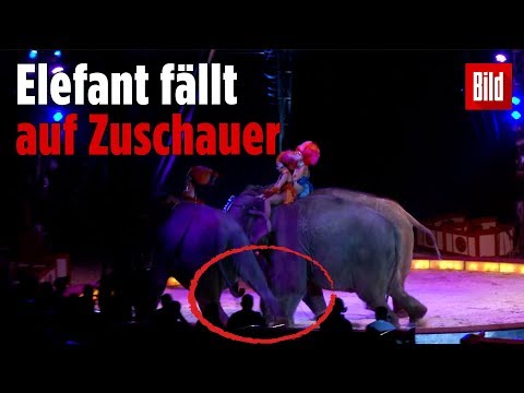Circus Krone Elefant schubst seinen Artgenossen ins Publikum