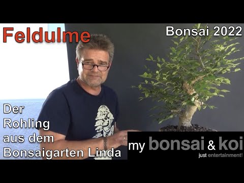 Bonsai 2022-37 -  Feldulme - Ulmus minor - der Rohling aus dem Bonsaigarten Linda