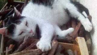 the weakerthans - fallow