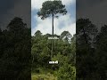 If You See This Tree You Might Not Survive