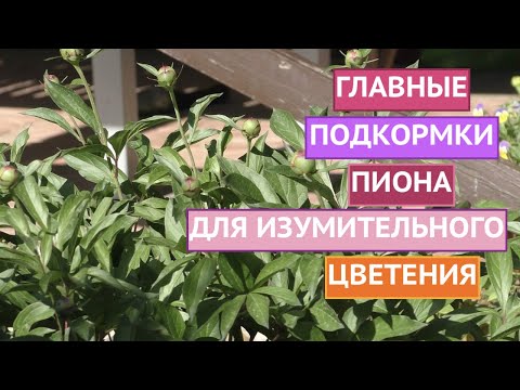 ХОТИТЕ ПЫШНОГО ЦВЕТЕНИЯ ПИОНОВ? ТОГДА НЕ ЗАБУДЬТЕ ИХ ПРАВИЛЬНО ПОДКОРМИТЬ!