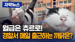 월급은 '츄르'로…경찰서 매일 출근하는 고양이 [자막뉴스] / 채널A