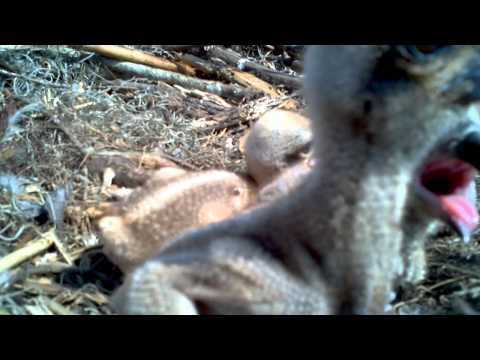 HD close up of Osprey chicks on the nest